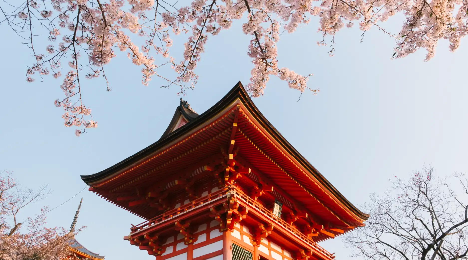Japan’s Cherry Blossom Season: Join the Festival from the UAE