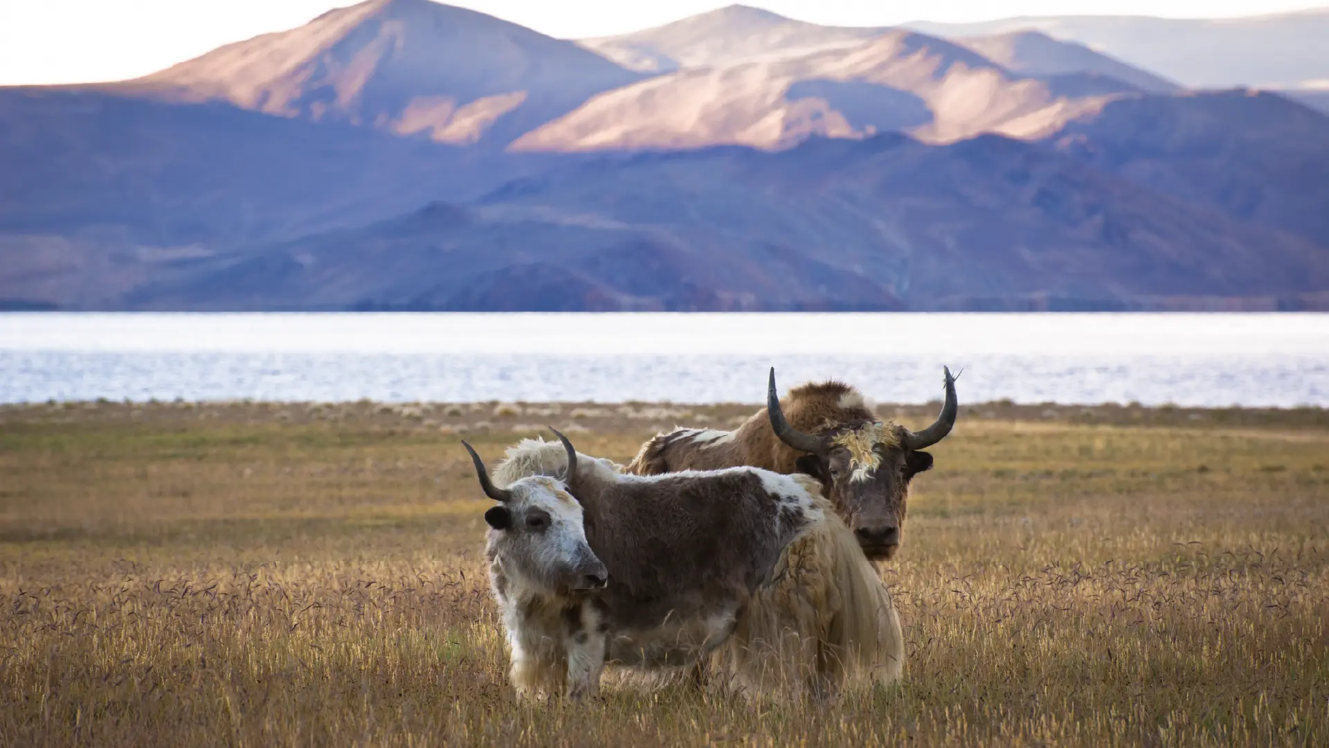 Mongolian Visa from Dubai, UAE