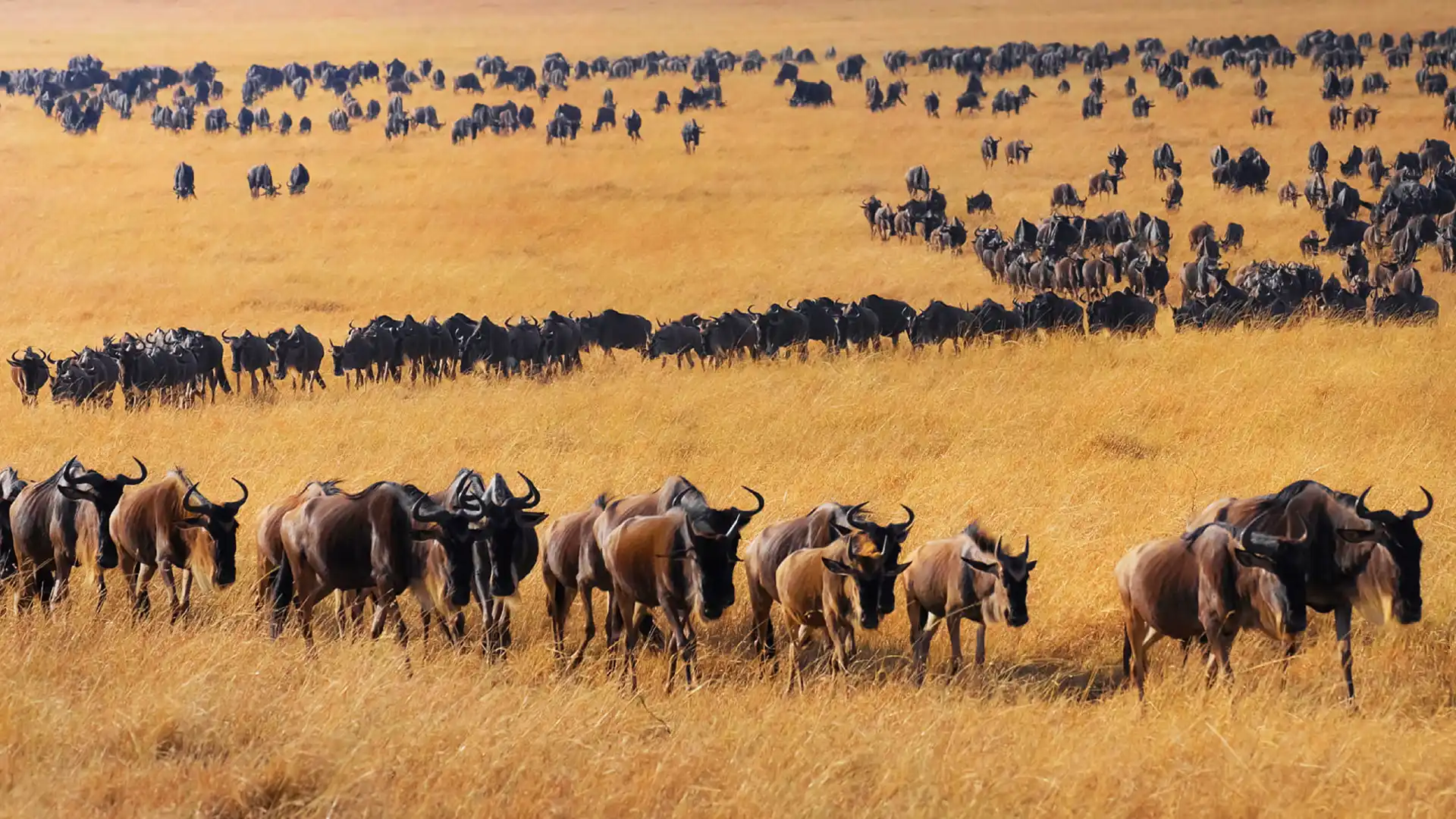 Tanzania Visa From Dubai