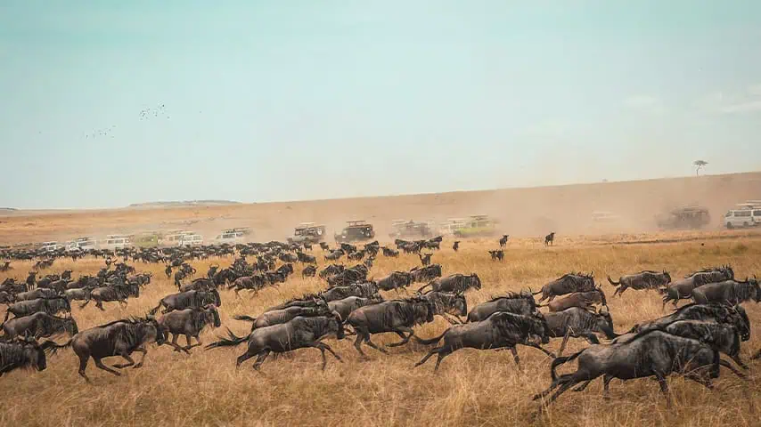 Great migration Masai Mara 