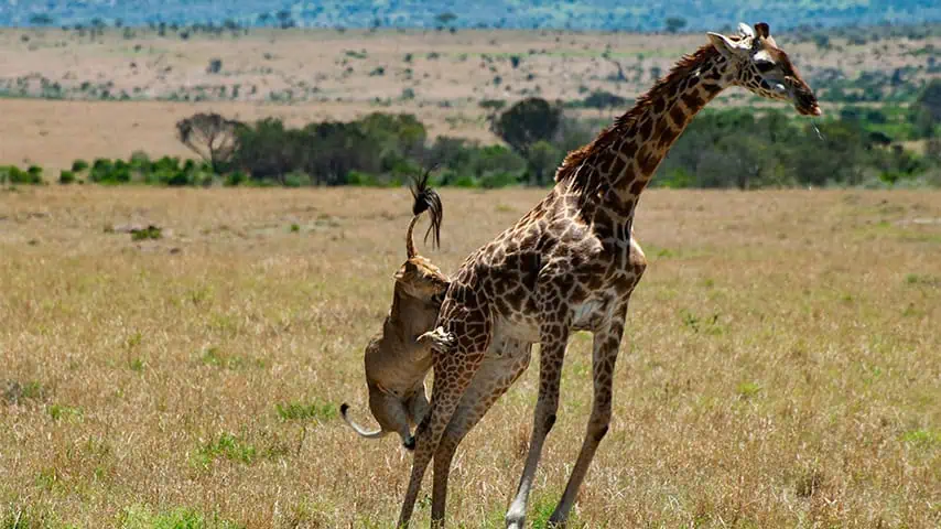 Masai mara Wild life