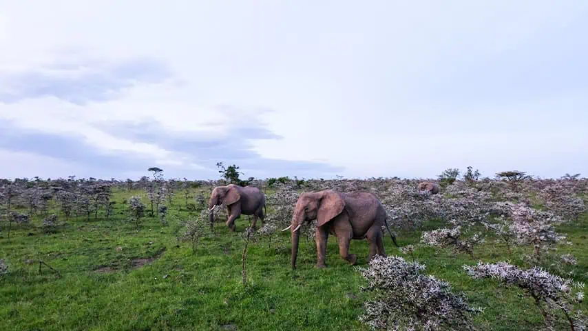 Masai Mara in July month