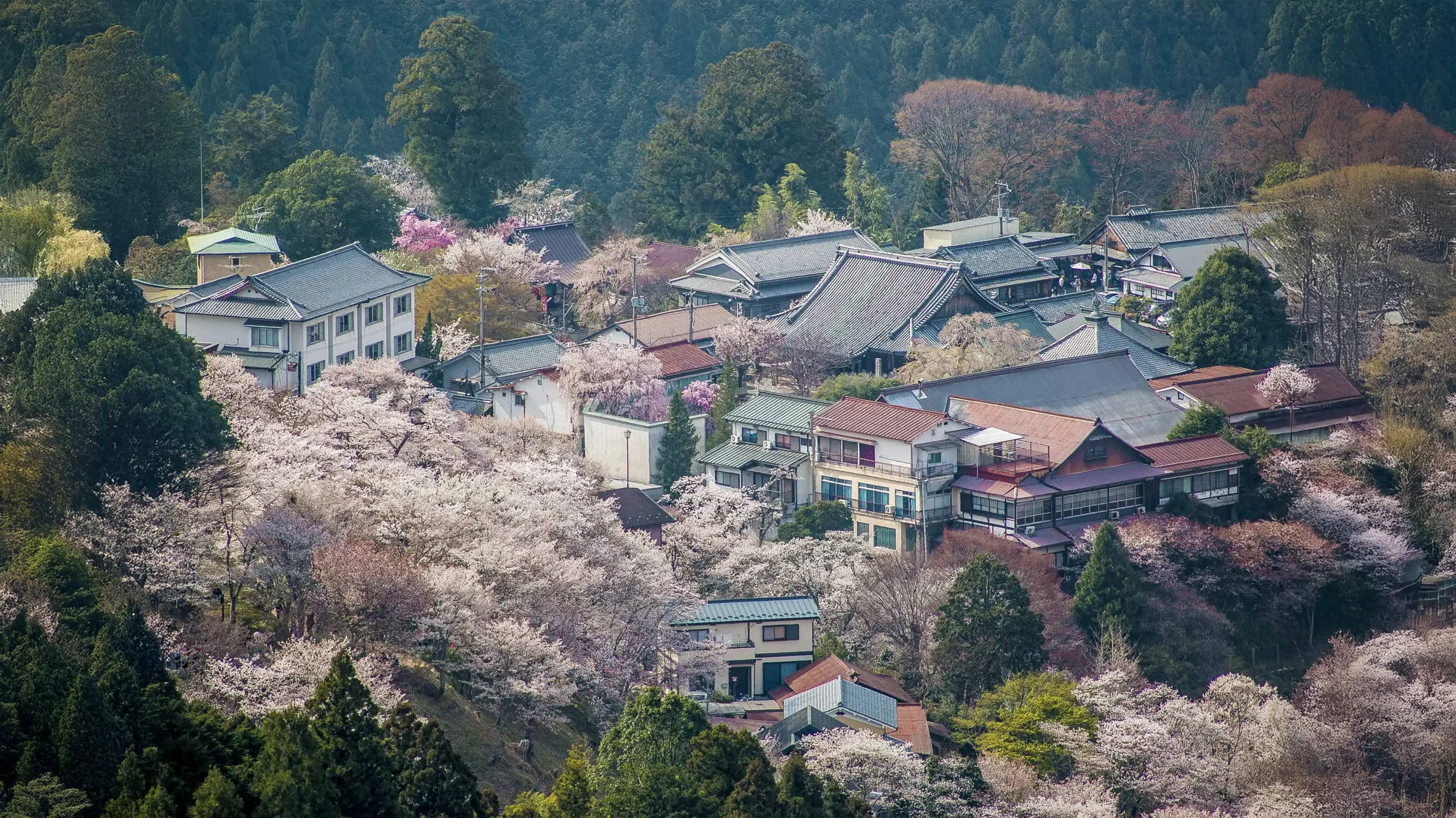 Image of Nara – Mount Yoshino