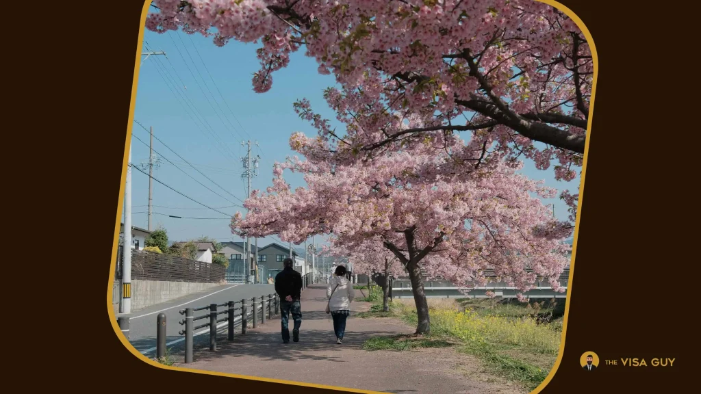 Japan’s Cherry Blossom Season: Join the Festival from the UAE