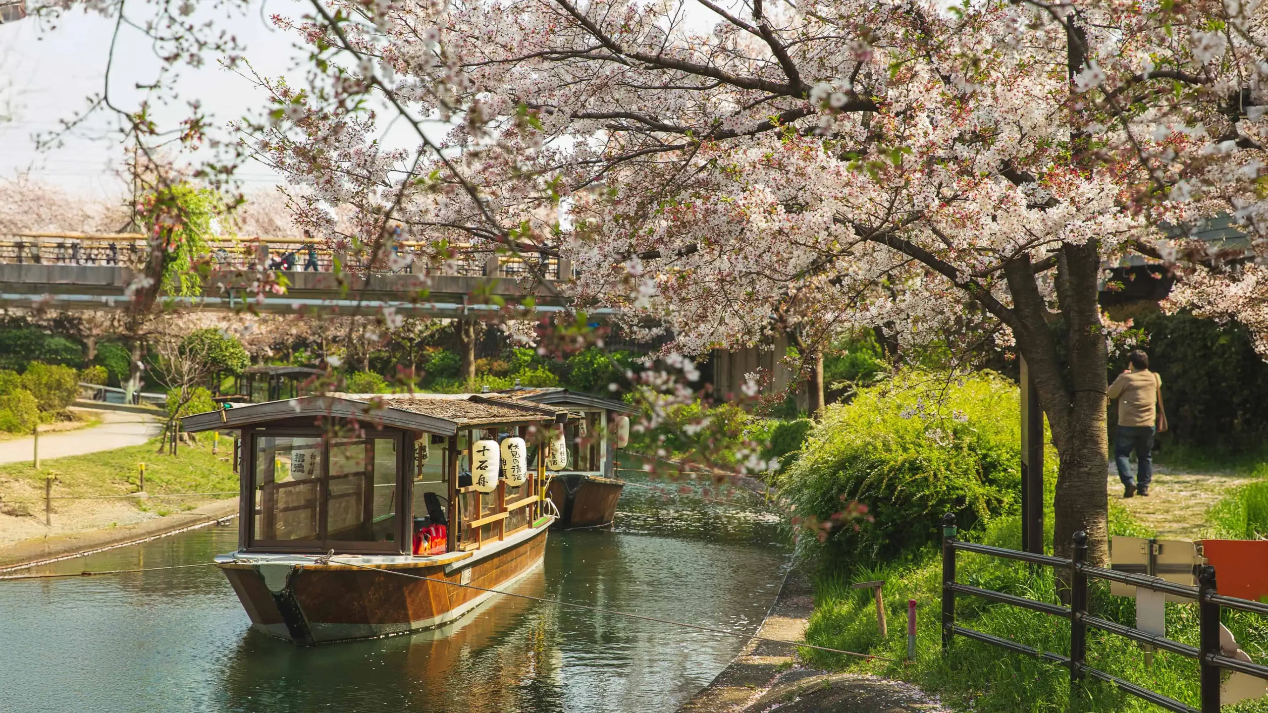Japan’s Cherry Blossom Season