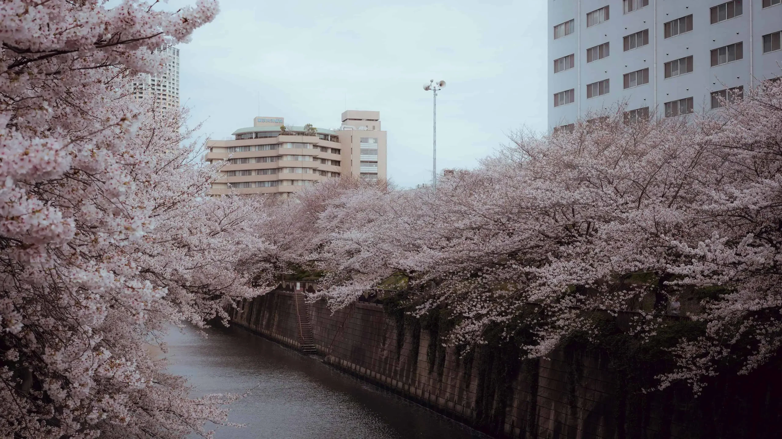 Japan cherry blossom image