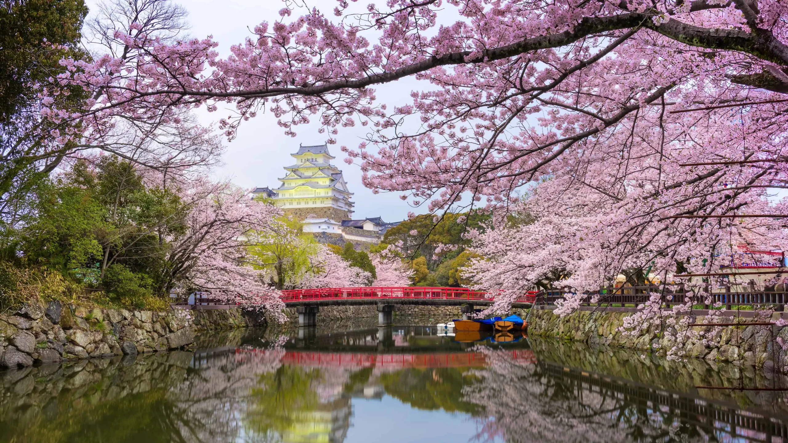 Japan’s Cherry Blossom 2025