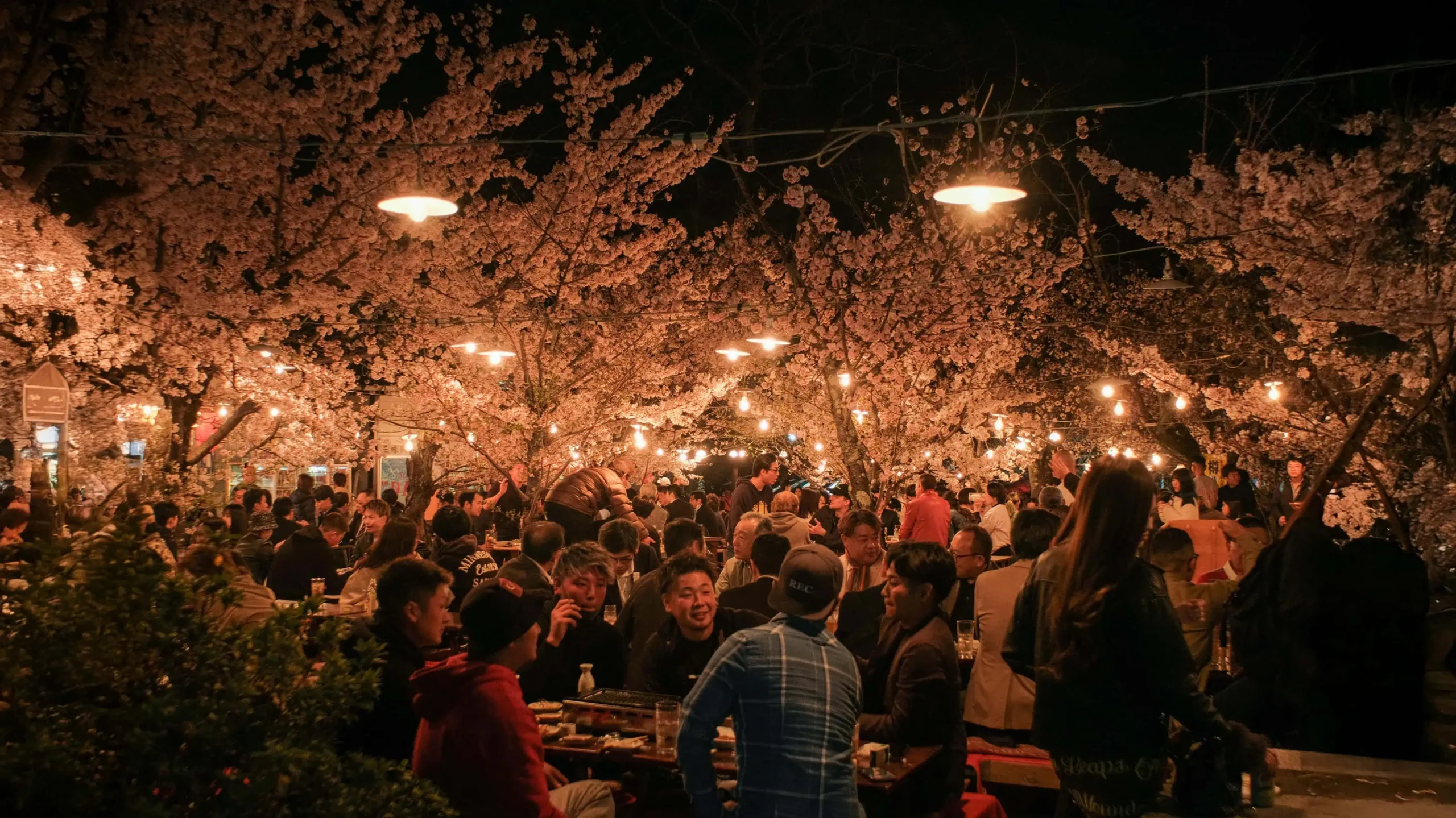 Hanami Season