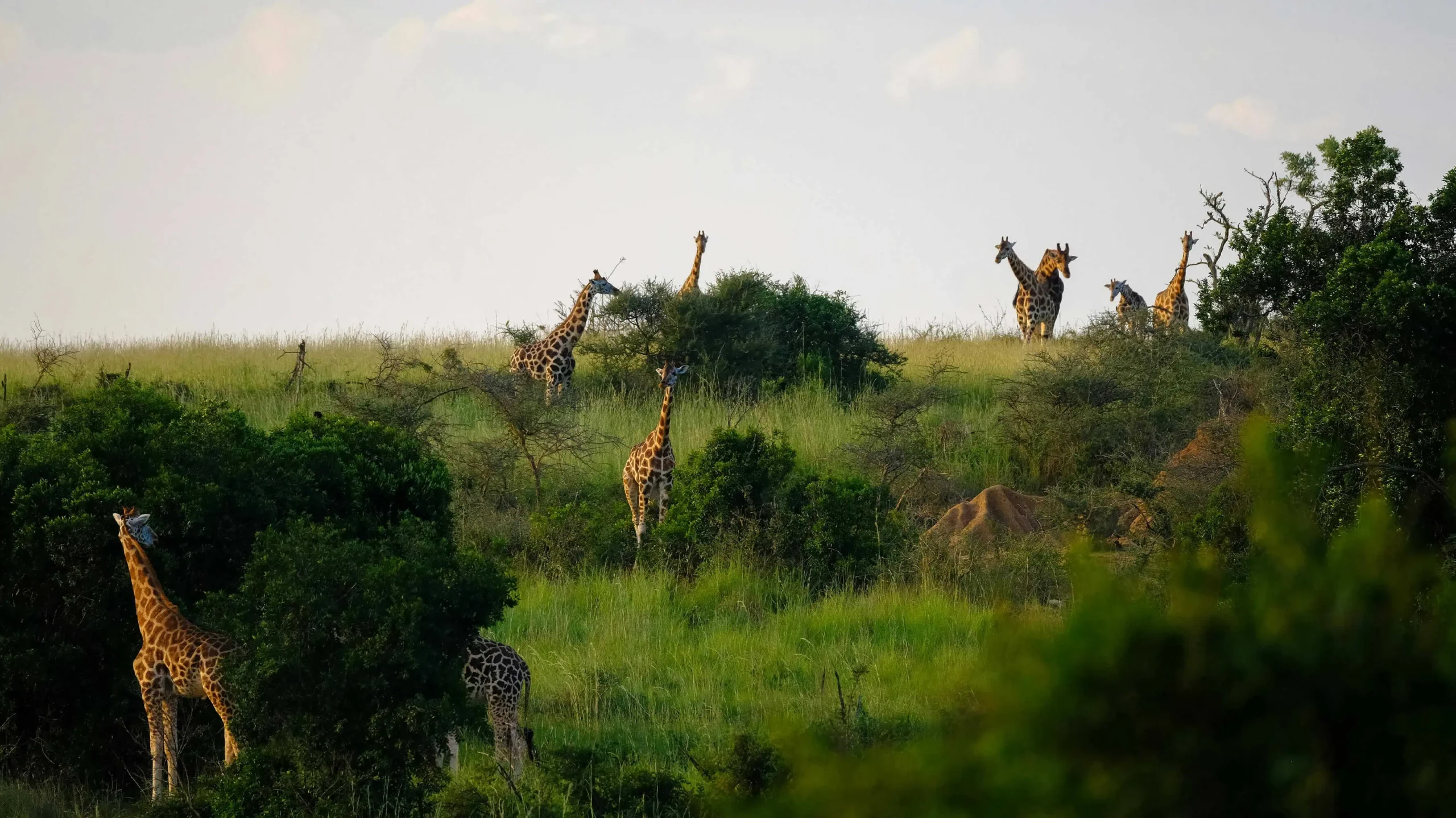 Travel to Uganda with East African Tourist Visa